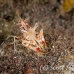 shrimp_tiger_shr_tam_h_0042_bal6417.jpg